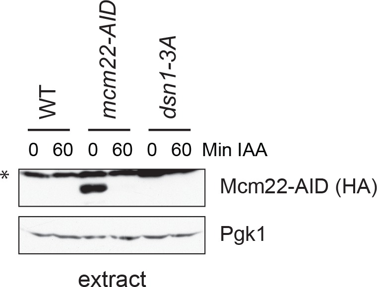 Figure 7—figure supplement 1.