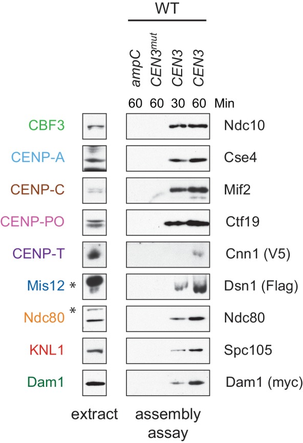 Figure 1—figure supplement 1.