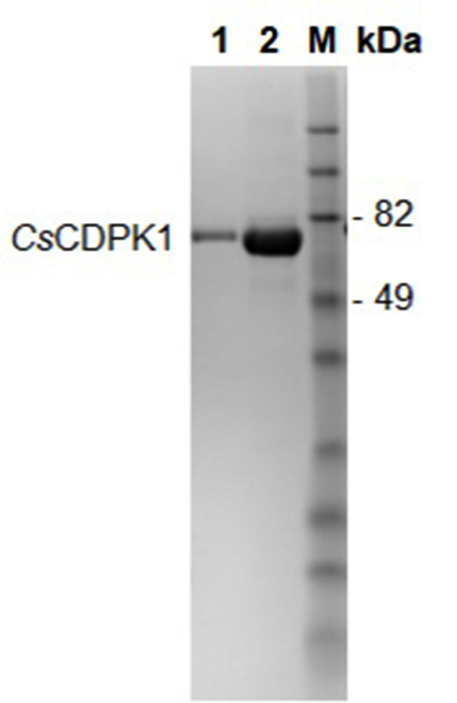 Supplementary Fig. S1