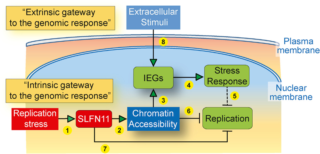 Figure 7.