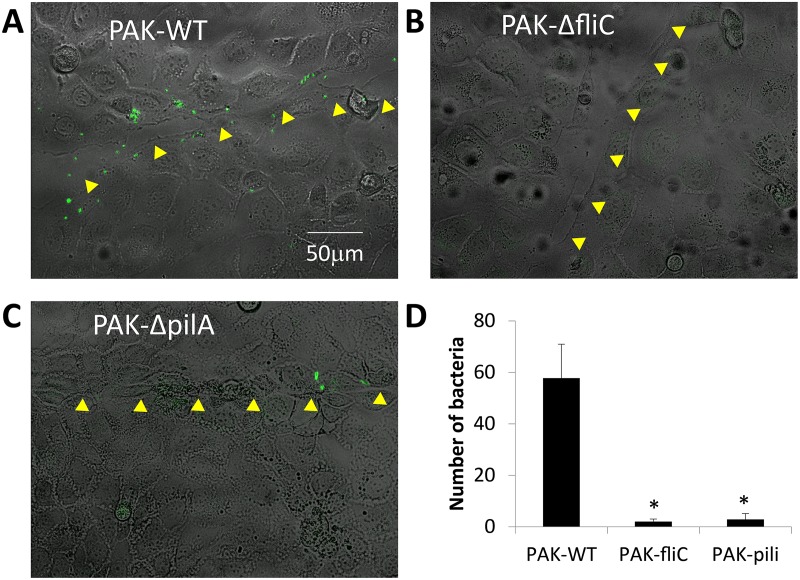 Fig 8