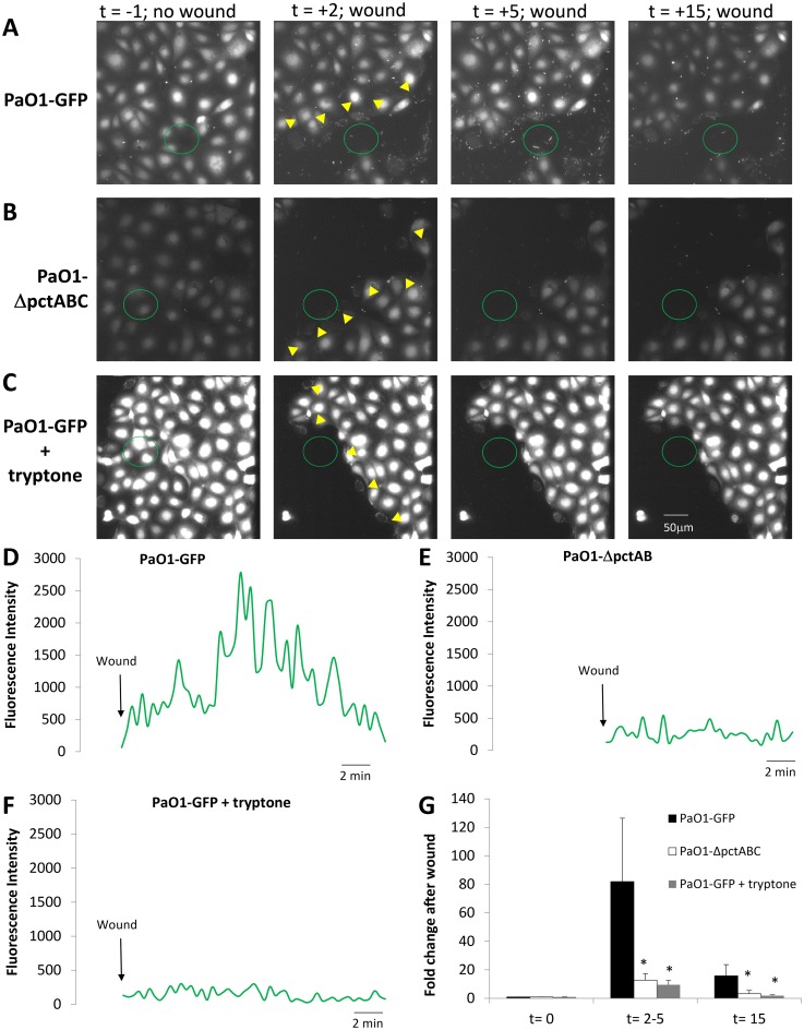 Fig 6