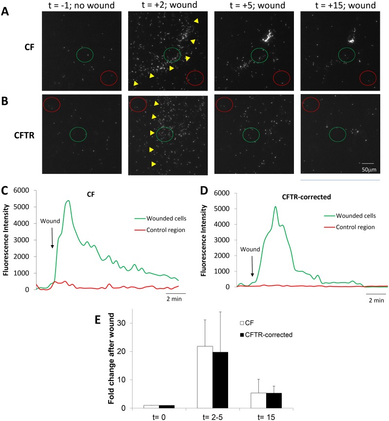 Fig 3