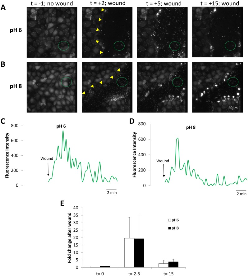 Fig 4