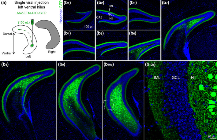 FIGURE 3