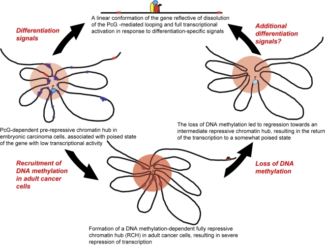 The “loopiness” of chromatin around a target gene influences the gene's level of transcriptional activation.