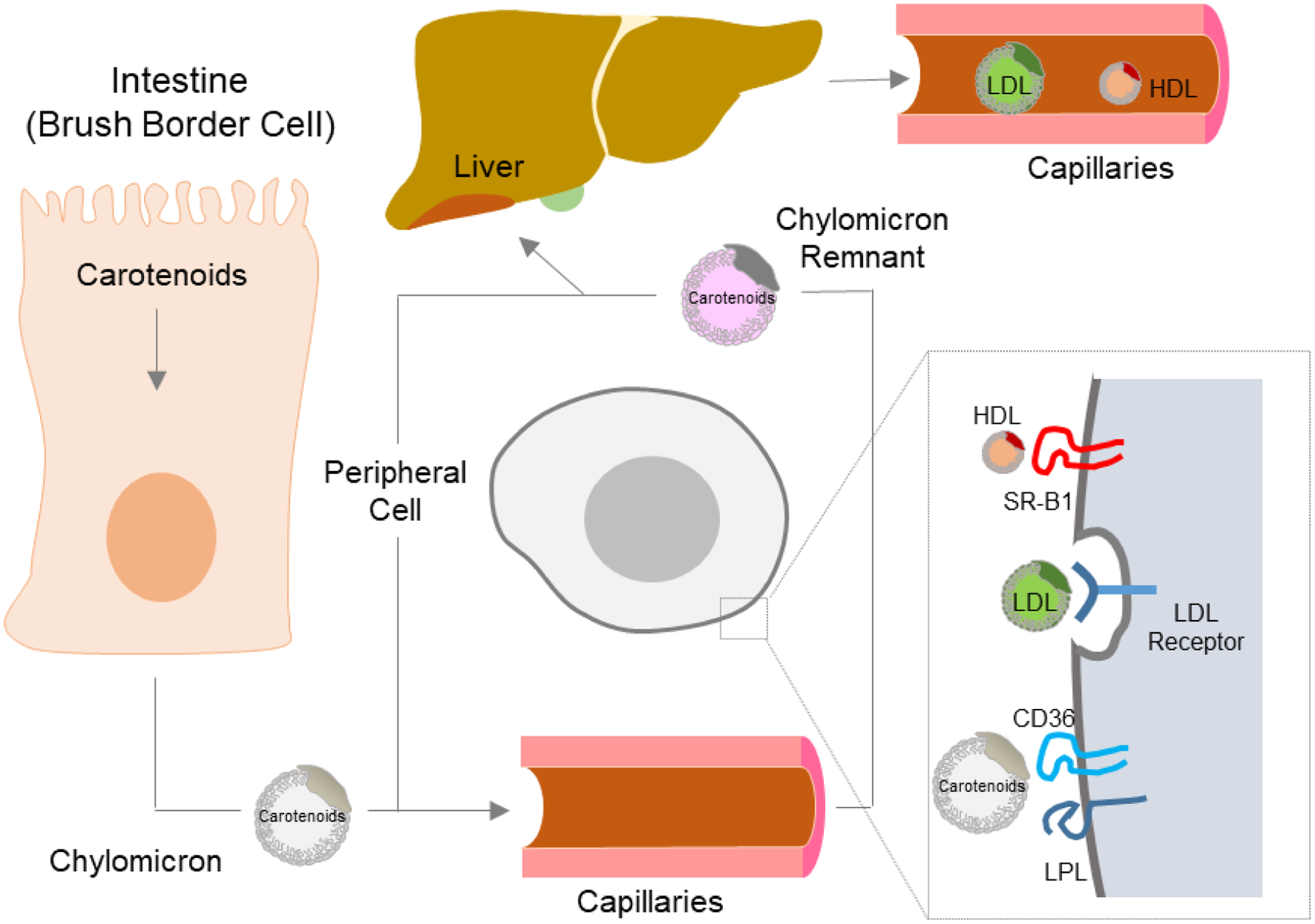 Figure 11.