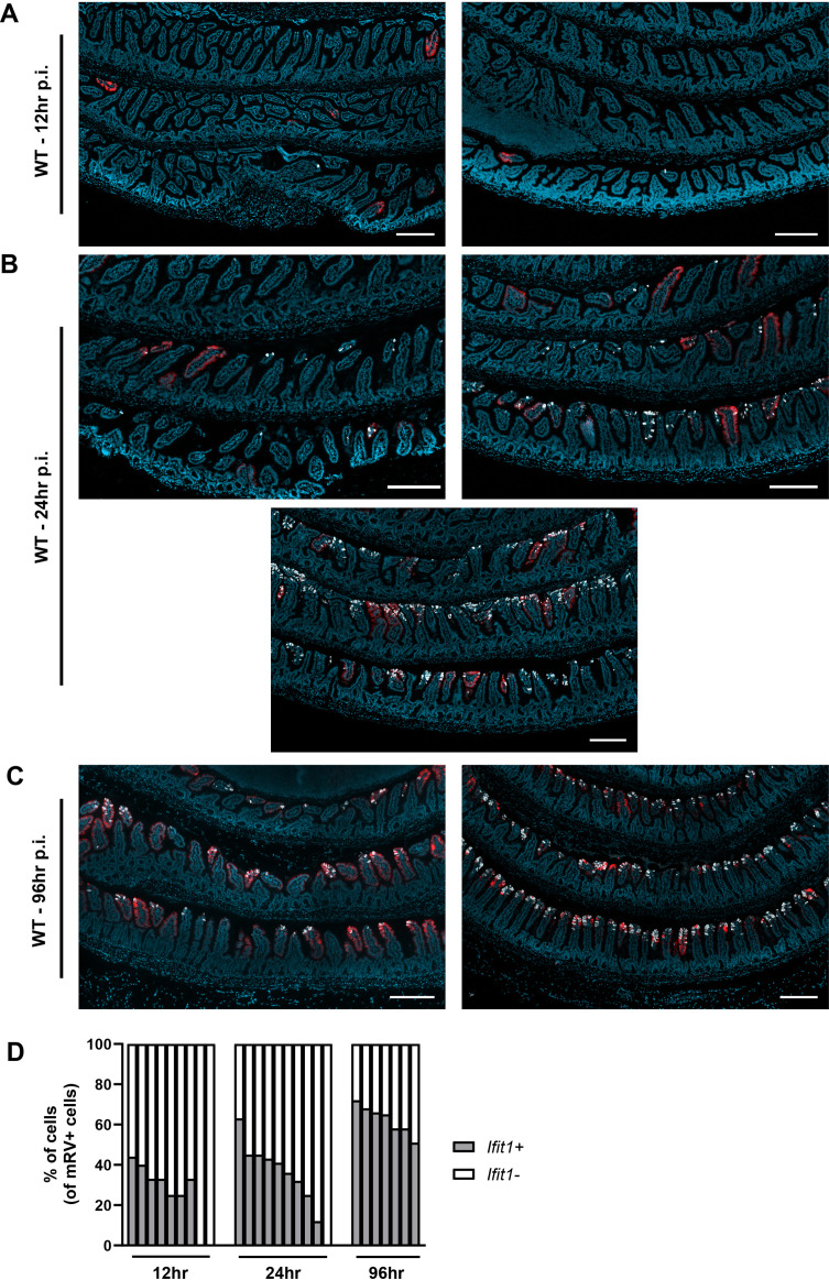 Figure 9—figure supplement 2.