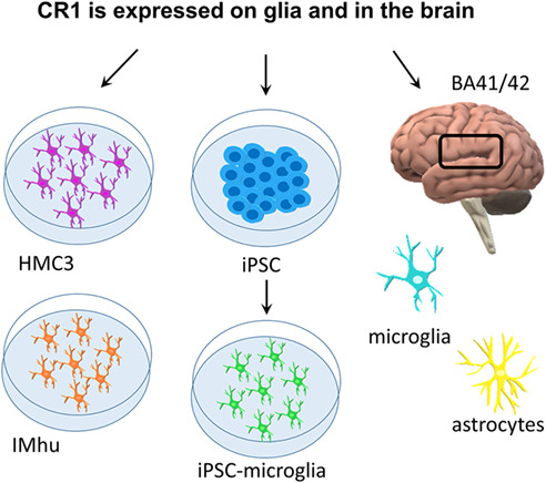 graphic file with name GLIA-71-1522-g003.jpg