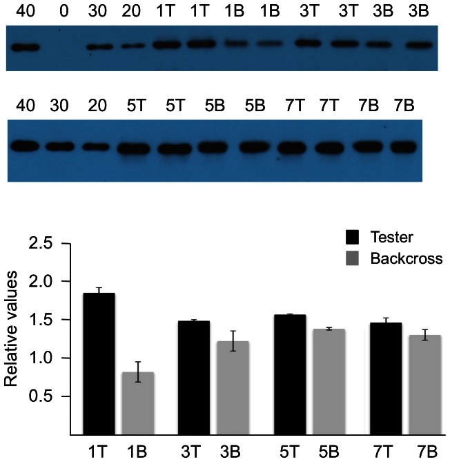 Figure 7