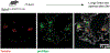 Extended Data Fig 7
