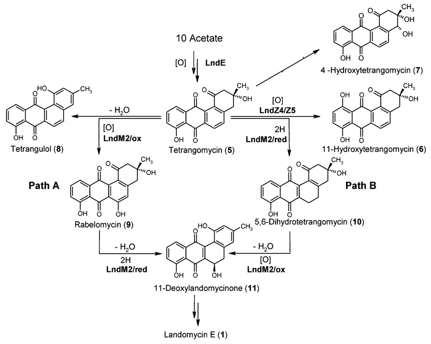 SCHEME 4