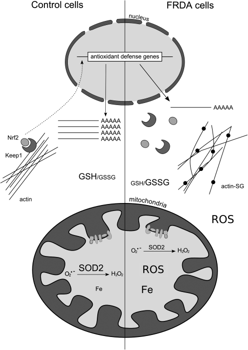 FIG. 13.