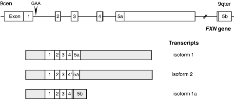 FIG. 2.