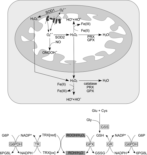 FIG. 12.