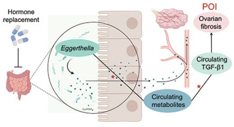 Graphical Abstract