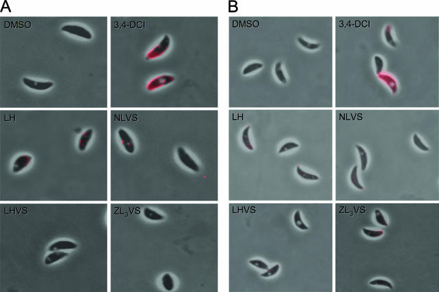 FIG. 8.