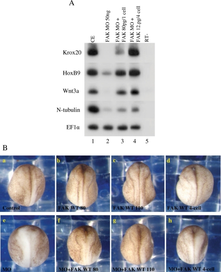 FIGURE 4: