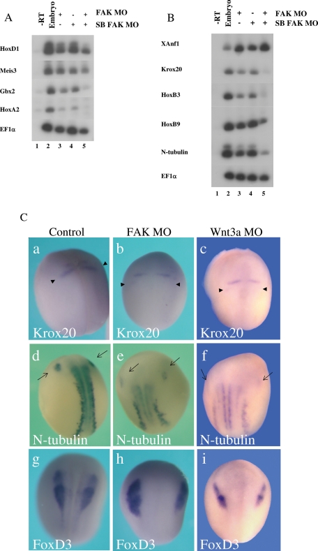 FIGURE 3: