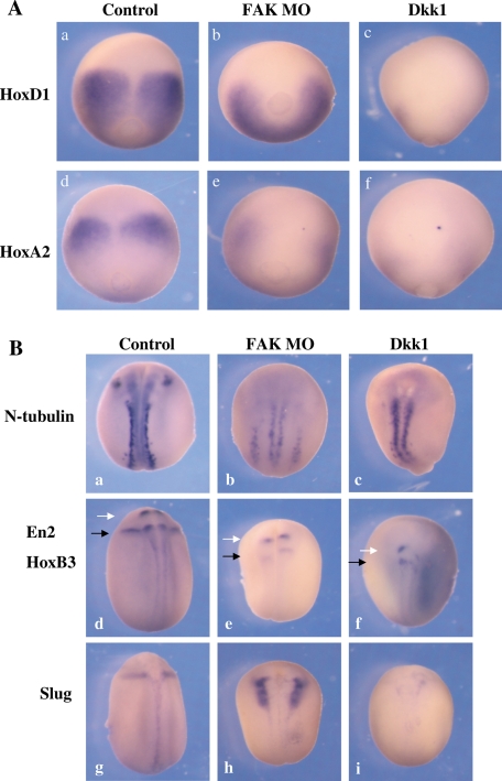 FIGURE 6: