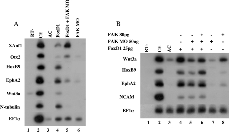 FIGURE 5: