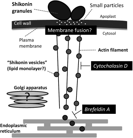 Figure 4. Schematic model of shikonin secretion from L. erythrorhizon cells. Electron microscopic studies suggested that the shikonin-producing cell contained electron-dense vesicles derived from endoplasmic reticulum. These vesicles may cross the plasma membrane for excretion by unknown mechanisms, with shikonin derivatives accumulating as red granules on cell walls. Many small particles were found beneath the shikonin-rich red granules attached to the cell surface. Because shikonin derivatives are highly hydrophobic, these intracellular vesicles are regarded as lipid monolayers, similar to oil bodies (Tatsumi et al. 2016).