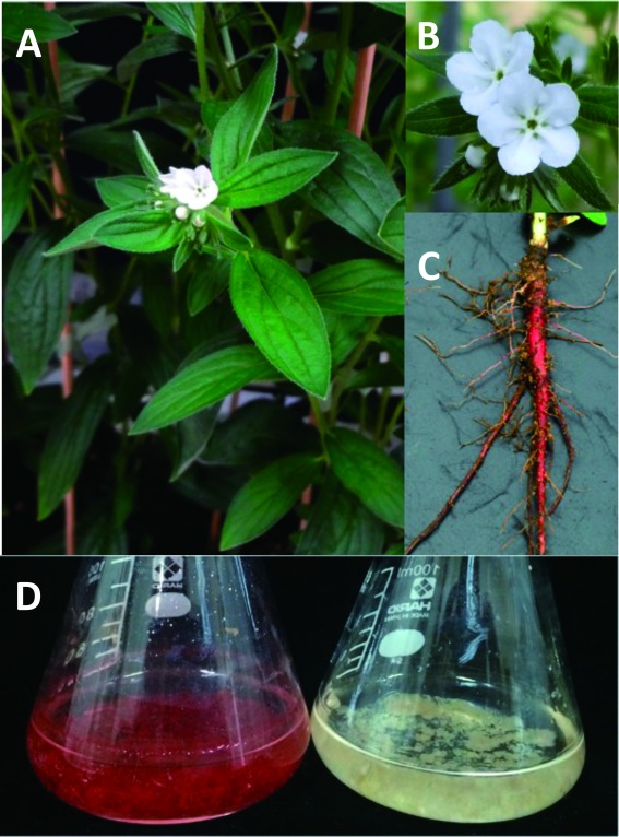 Figure 1. Intact plant and cell suspension cultures of Lithospermum erythrorhizon. (A) An intact L. erythrorhizon plant. The Japanese name ‘Murasaki’ is the representative name of purple color in Japanese. Flowers are white, whereas the roots are dark red to dark purple in color due to the high accumulation of shikonin derivatives in the outer bark and cork layer of the roots. The dried roots are used as a crude drug in Japanese and Chinese traditional medicines. (B) Close up of flowers. (C) Intact root of a young L. erythrorhizon plant. (D) L. erythrorhizon cells cultured in M9 medium (left) producing shikonin derivatives, and in LS medium (right), used for cell subculture.