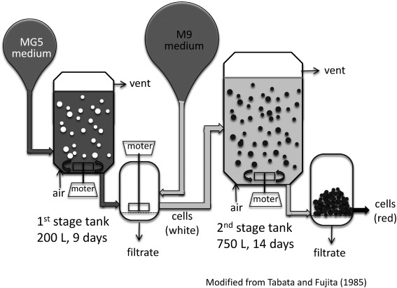 Figure 2. Scheme of large-scale culture set-up for production of shikonin. L. erythrorhizon cells were cultured for 9 days in MG5 medium, a modified LS medium for high cell growth. The MG5 medium was removed by filtration, and L. erythrorhizon cells were transferred to a production tank and cultured for 14 days in M9 medium. Shikonin derivatives mainly attached to the cell surface and were easily extracted from the filtered cell mass after drying.