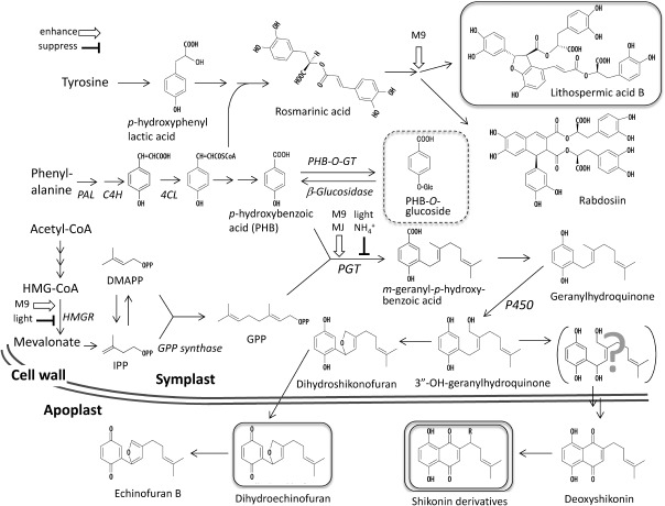 Figure 3. Secondary metabolism in cultured L. erythrorhizon cells. Shikonin exists in living plant cells as esters of low molecular weight fatty acids, such as acetate, whereas free shikonin is undetectable. Inhibition of shikonin production in LS medium results in the accumulation in vacuoles of the aromatic intermediate, p-hydroxybenzoic acid (PHB), as its O-glucoside. Induction of PHB geranyltransferase and inhibition of naphthalene ring formation results in the accumulation of large amounts of dihydroechinofuran, partially oxidized to the orange compound, echinofuran B, in both media. In addition to secreting these quinone metabolites, L. erythrorhizon cells produce large amounts of the phenylpropanoid tetramer, lithospermic acid B, which accumulates inside the cells. End products that show high accumulation are highlighted with squares.