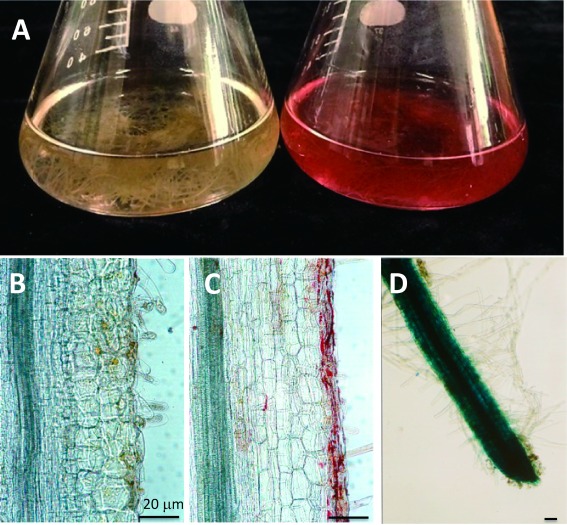 Figure 5. Hairy roots of L. erythrorhizon. (A) Hairy root cultures in M9 medium under illumination (left) and in the dark (right). (B, C) Longitudinal sections of a hairy root grown under illumination (B) and in the dark (C). Shikonin derivatives accumulatd in epidermal cells. (D) Whole mount picture of a GUS transformant of an L. erythrorhizon hairy root. Scale bars are 20 µm.