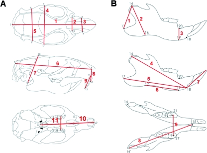 Microcephalia with mandibular and dental dysplasia in adult Zmpste24 ...