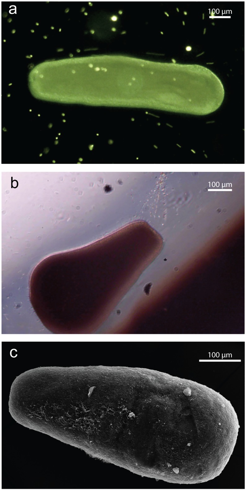 Fig 6