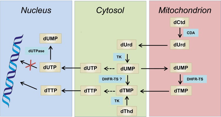 FIG 5