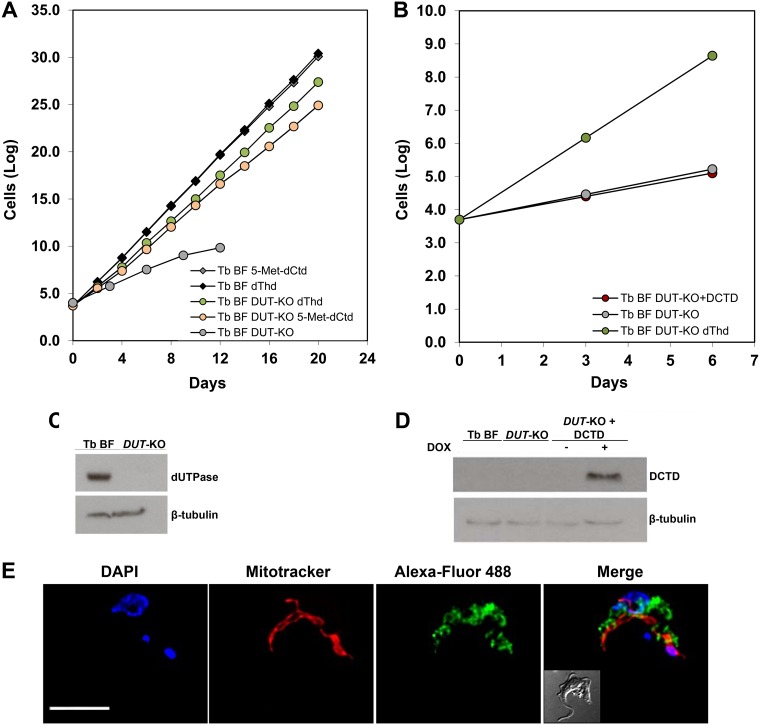 FIG 3