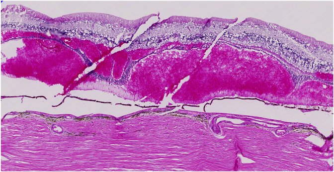 Fig. 2