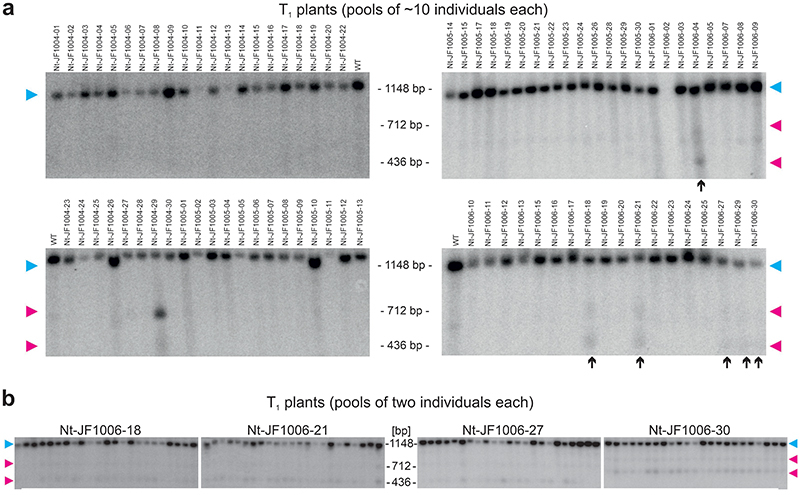 Extended Data Fig. 2