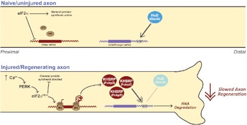 Graphical Abstract