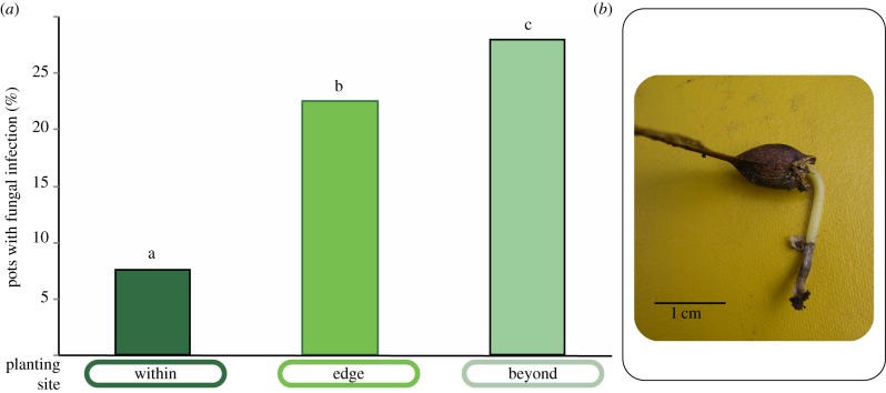 Figure 5.