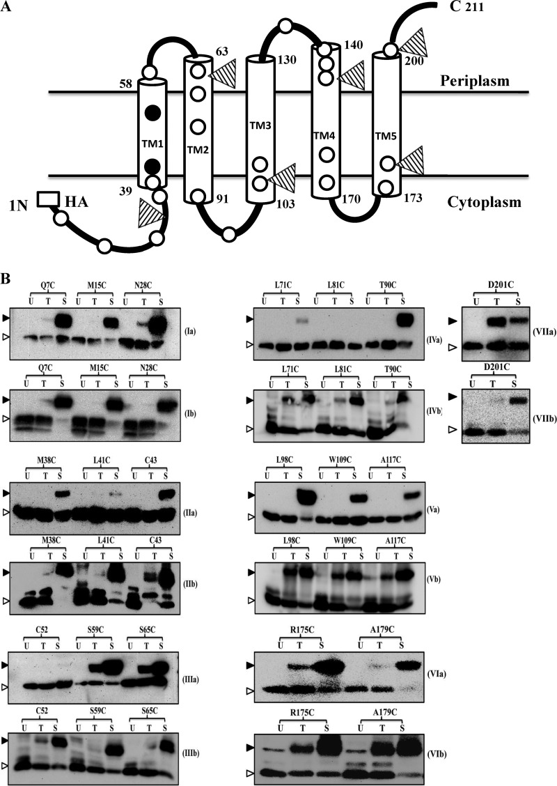 FIG 2