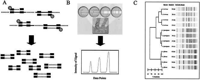 FIG. 1.