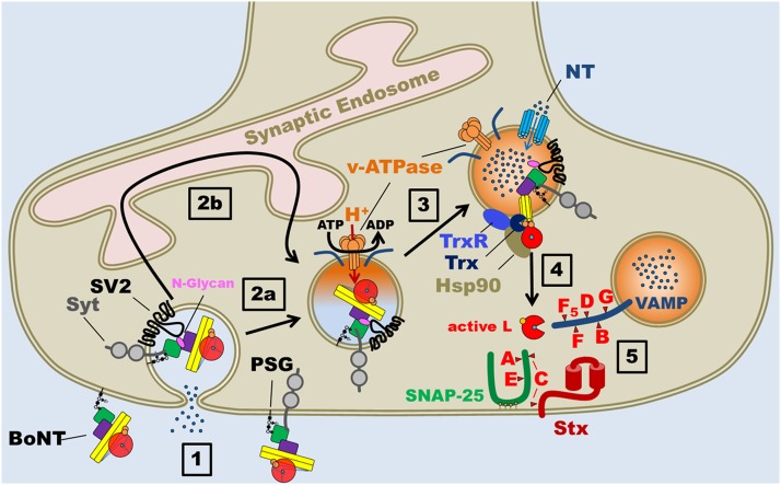 Fig. 4.