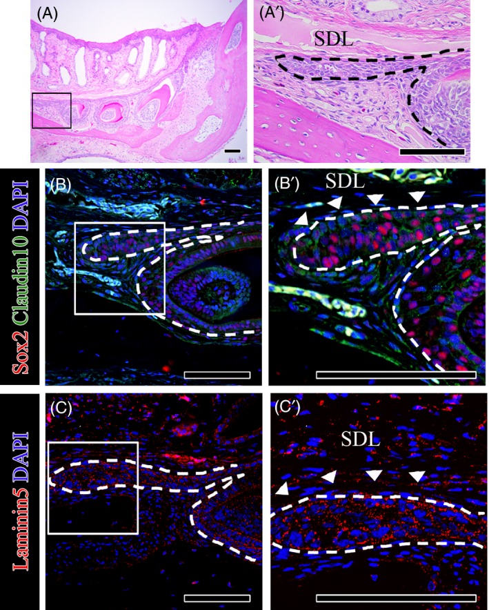 Figure 2