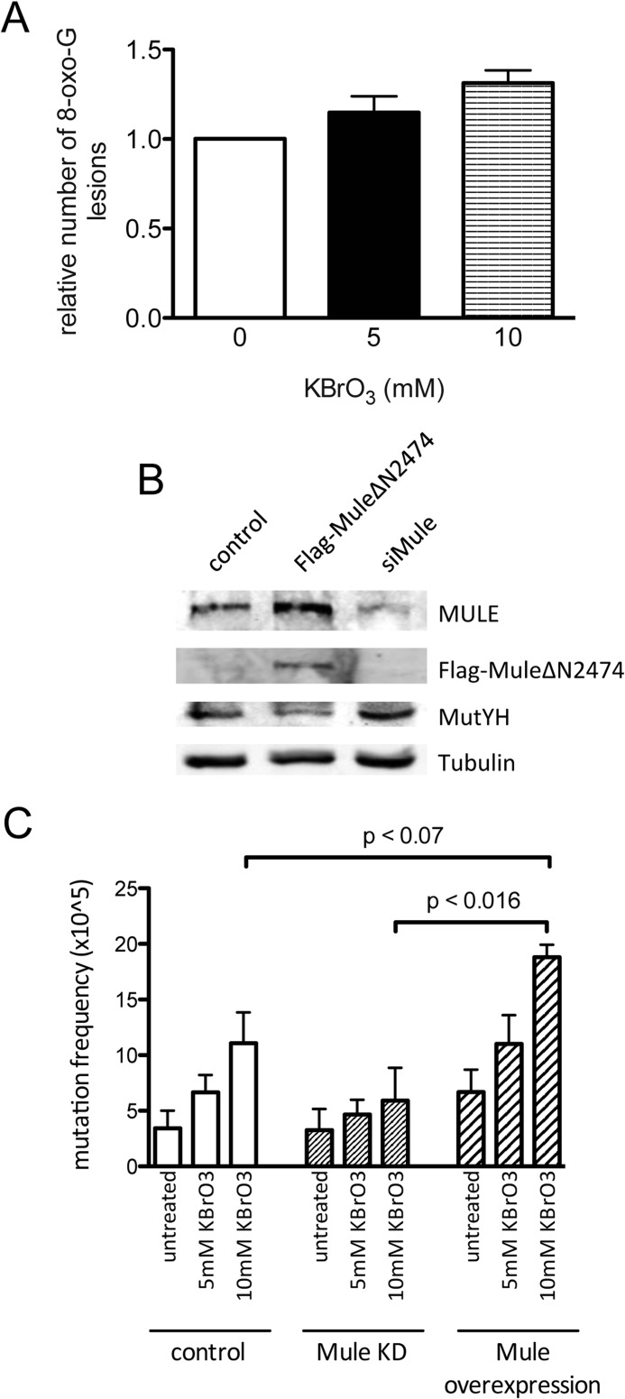 FIGURE 6.