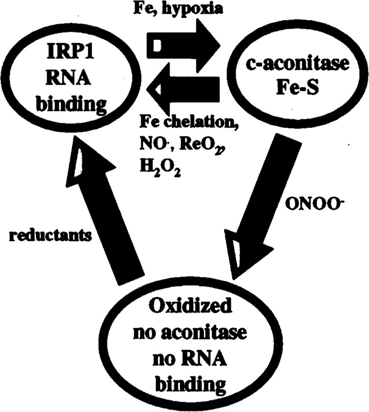 FIG. 1