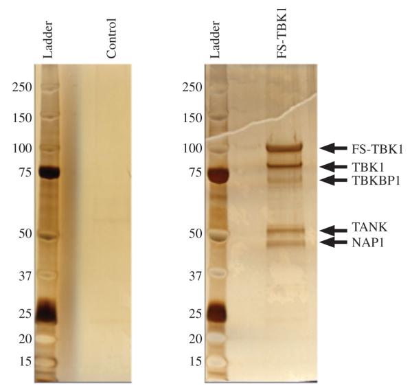 FIGURE 1