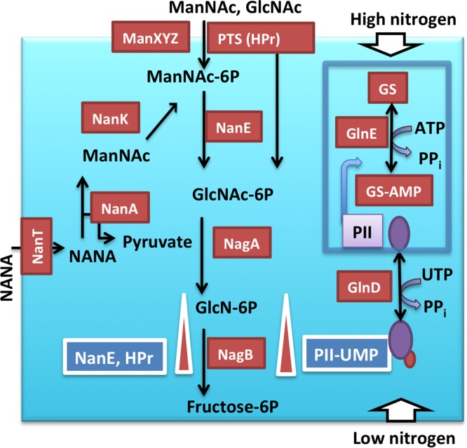 FIG 1