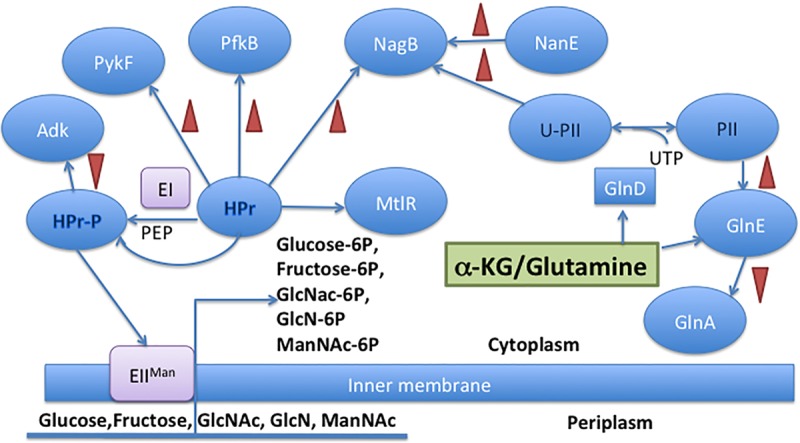 FIG 7