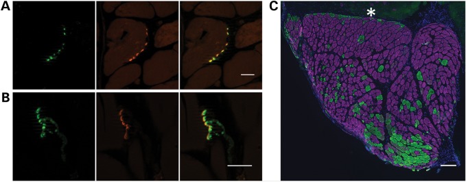 Figure 3.