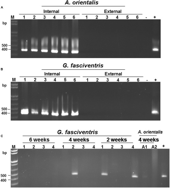 FIGURE 4