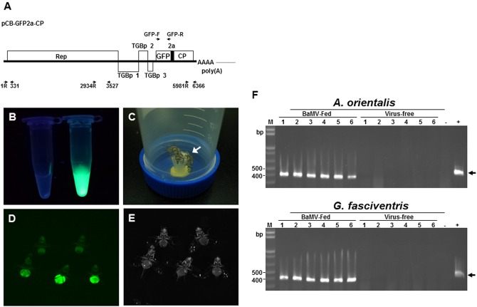 FIGURE 3